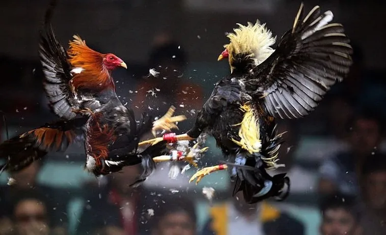 Hướng Dẫn Cách Chơi Đá Gà Sabong Tại V7Bet Từ A Đến Z Cho Người Mới